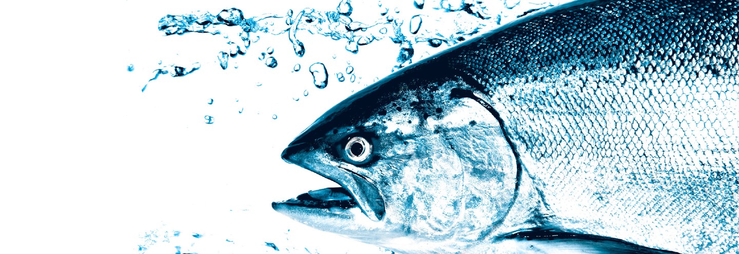 Big Blue Salmon Hero