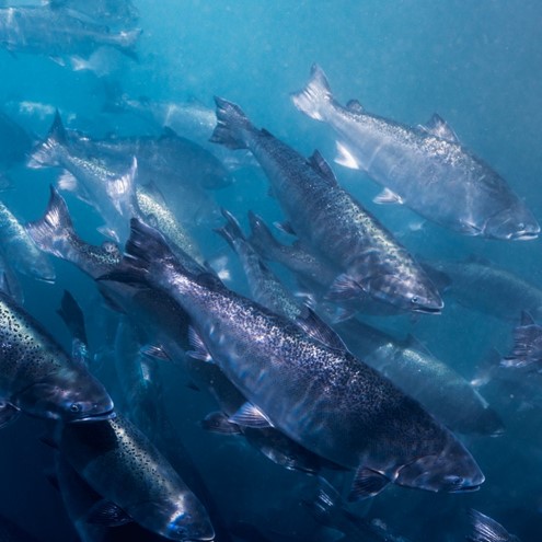 Contatta Regal Salmon Nuova Zelanda
